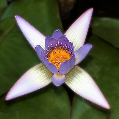 Water Lilly