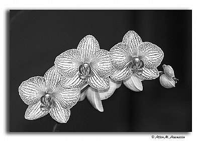 Phalenopsis in B&W