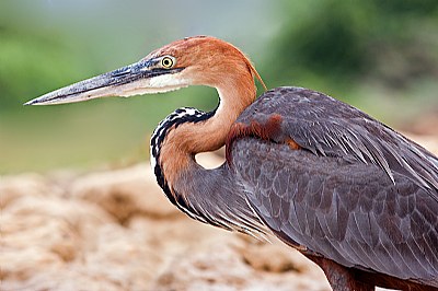 Goliath Heron