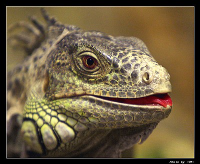 Iguana /portrait/