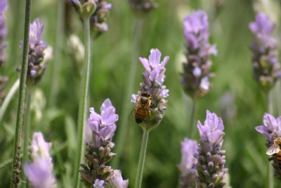 Beeeee