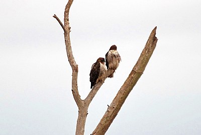 Two in a tree