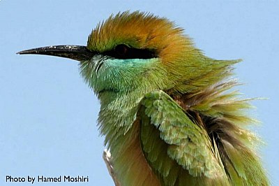 Bee Eater