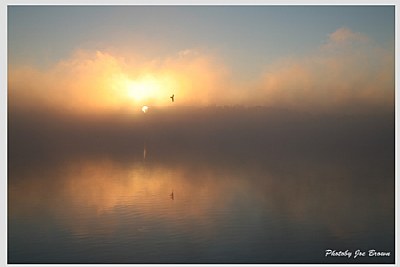 sunrise mist and bird