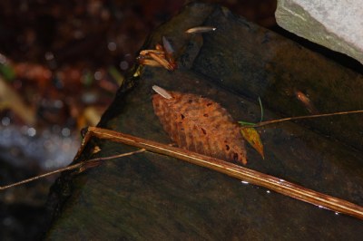 Brookside Waterfall 3