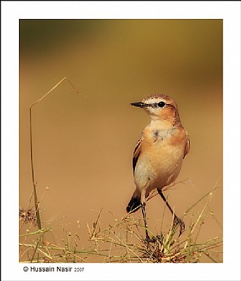 Isabelline Wheatear (2)