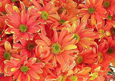 kiosk flowers