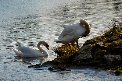 swans