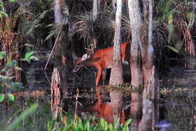 Everglade whitetail