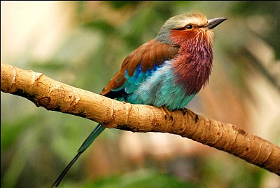 Mauve Breasted Roller