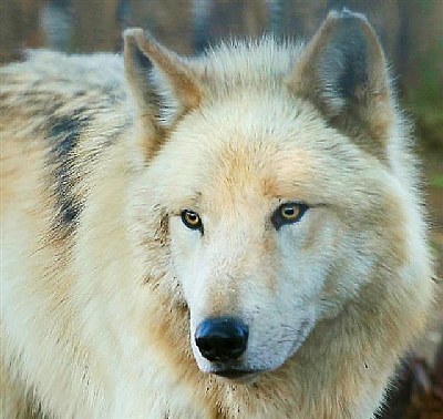 WOLF