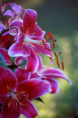 Stargazer Lilies