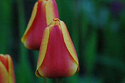 Tulip01