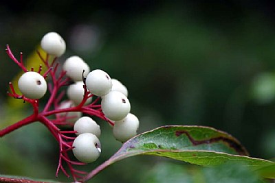 White Berries