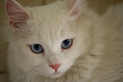 Sultan the Cat