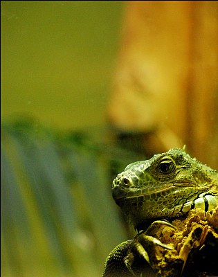 Inland Bearded Dragon