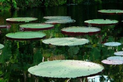 Water Lillies