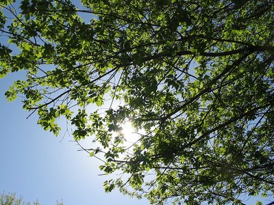 looking for shade