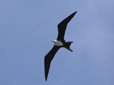 Frigate Bird