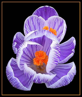 Crocus