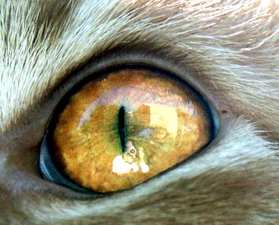 In a cats eye