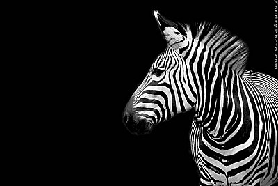 Zebra in Dark