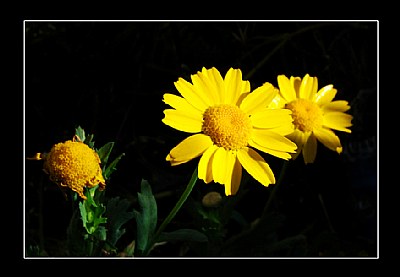 Yellow flower 2