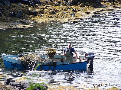 Seaweed Harvest