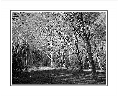 Trees portraits (9423)