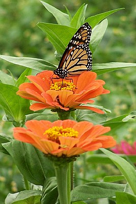 Feeding Butterfly