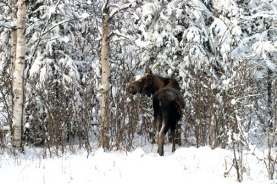 MOOSE ALONG HWY