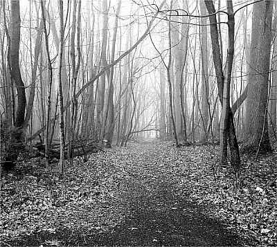 fogy trail