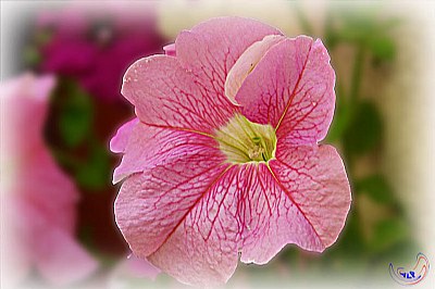 Flor Rosada