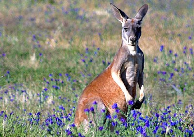 Kangaroo in violet
