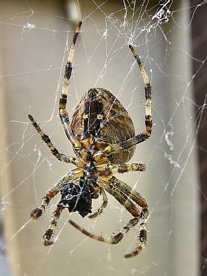 Hungry Criple spider