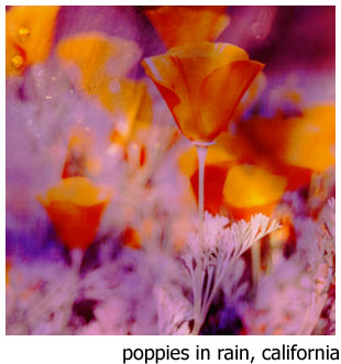 Impression - poppies in the rain