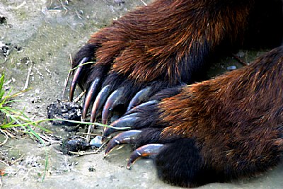 Bear claws