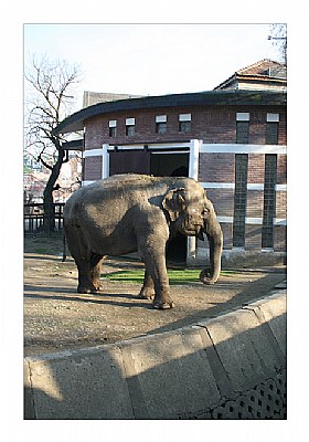 Elephant