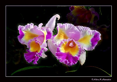 Longwood Orchids (d854)