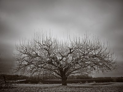 Winter's Tree