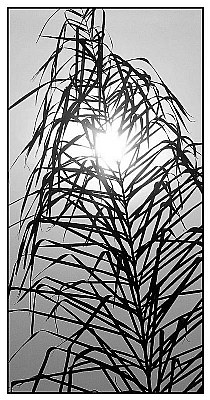 Dusty Palm BW