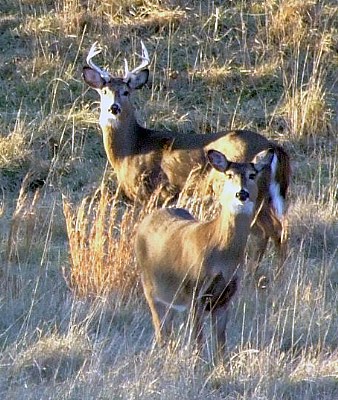 Buck and Doe