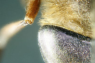 Horse Fly eye x30