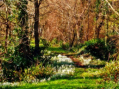 Enchanted Pathway