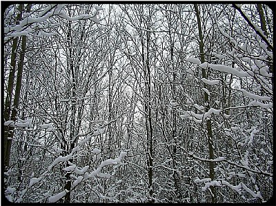 winter wood in snow