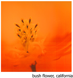 Impression of a bush flower