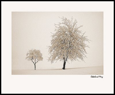 two trees