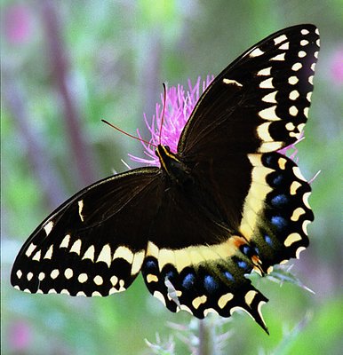 Broken Tail Swallow Tail