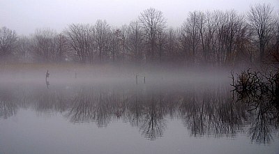 Fog on the Marsh
