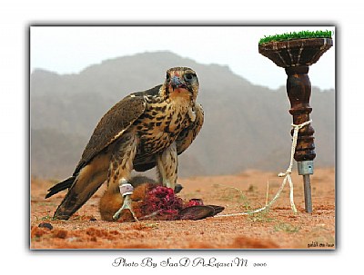 Falcon and his prey? 